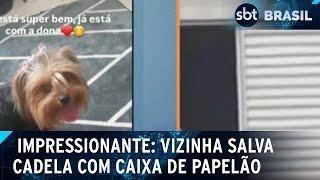 Cachorrinha cai do último andar e vizinha salva com caixa de papelão | SBT Brasil (21/02/25)