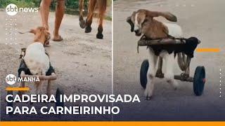 Fofura: Carneirinho ganha cadeira de rodas feita com PVC no Ceará | #SBTManhã
