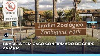 Caso de gripe aviária é confirmado no Zoológico de Brasília | SBT Brasil (04/06/25)