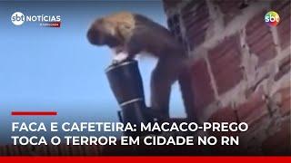 Macaco-prego armado com faca assusta moradores e furta objetos no RN | #SBTNotícias