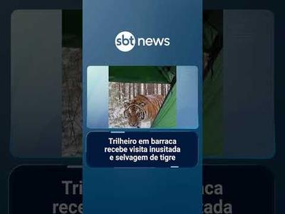Trilheiro em barraca recebe visita inusitada e selvagem de tigre | #SBTManhã