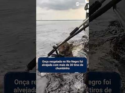 Onça resgatada no Rio Negro foi alvejada com mais de 30 tiros de chumbinho