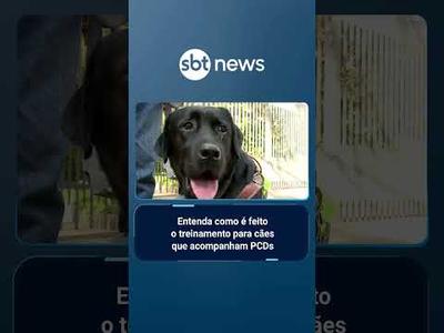 Impasse levanta discussão sobre importância de cão de assistência