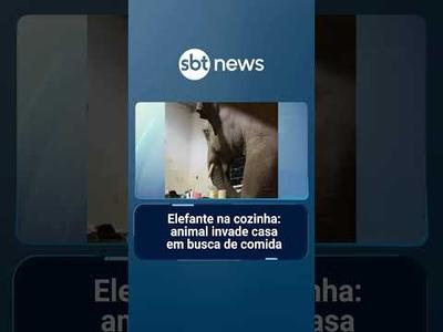 Elefante na cozinha: animal invade casa em busca de comida