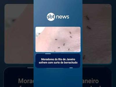 Surto de borrachudos provoca alergias e prejuízos ao comércio do Rio de Janeiro | #SBTBrasil