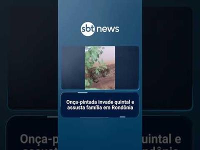 Onça-pintada invade quintal e assusta família em Rondônia | #SBTNotícias