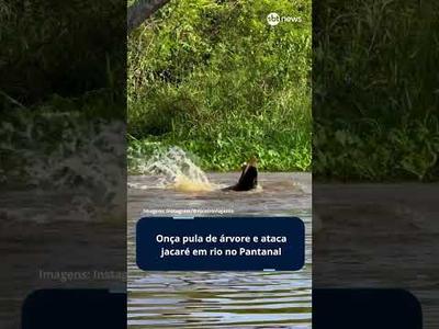 Vídeo impressiona ao mostrar ataque de onça a jacaré no Pantanal