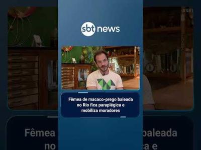 Fêmea de macaco-prego baleada no Rio fica paraplégica e mobiliza moradores | #SBTBrasil