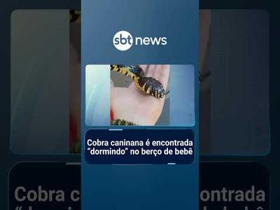 Cobra caninana é encontrada "dormindo" no berço de bebê | #SBTManhã