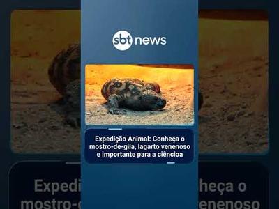 Expedição Animal: Conheça o mostro-de-gila, lagarto venenoso e importante à ciência | #SBTNotícias