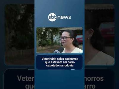 Veterinária salva cachorros que estavam em carro capotado na rodovia | #SBTNotícias