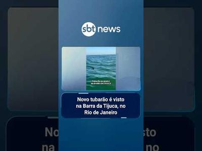 Novo tubarão é visto na Barra da Tijuca, no Rio de Janeiro