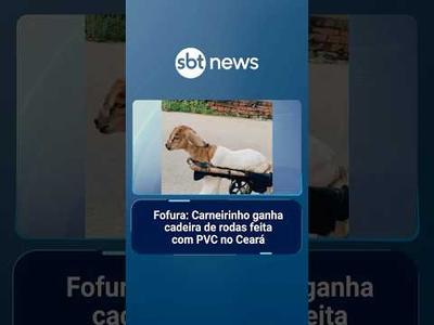 Fofura: Carneirinho ganha cadeira de rodas feita com PVC no Ceará | #SBTManhã