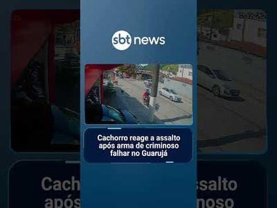 Cachorro reage a assalto após arma de criminoso falhar no Guarujá | #SBTNoticias