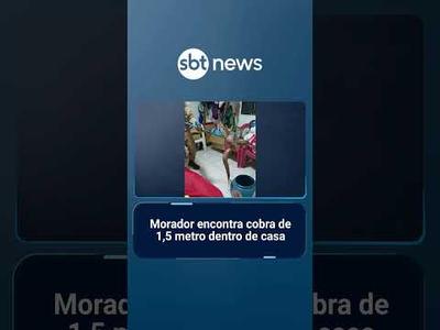 Morador encontra cobra de 1,5 metro dentro de casa | #SBTNotícias