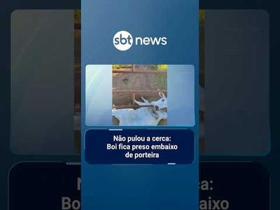 Boi fica preso embaixo de porteira e é salvo por funcionário em fazenda