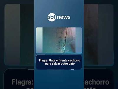 Flagra: Gata enfrenta cachorro para salvar outro gato