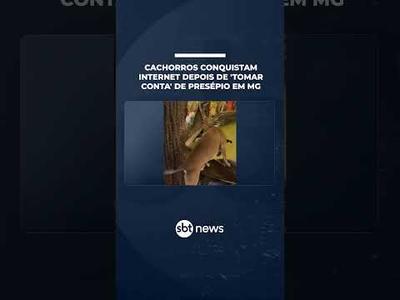 Cachorros caramelo conquistam a internet depois de 'tomar conta' de presépio em MG | #SBTNotícias