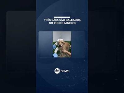 Cachorros são baleados no Rio; pitbull é esfaqueado e luta pela vida após ataque | #SBTManha