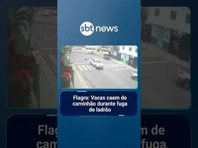Flagra: Vacas caem de caminhão durante fuga de ladrão