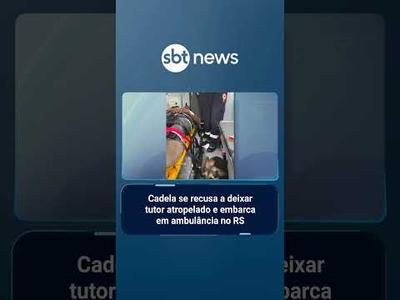 Cadela se recusa a deixar tutor atropelado e embarca em ambulância no RS