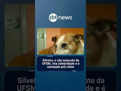 Silveira, o cão mascote da UFSM, vira celebridade e é nomeado pró-reitor