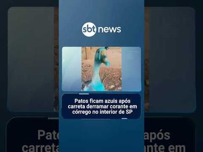 Patos ficam azuis após carreta derramar corante em córrego no interior de SP
