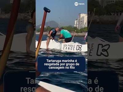 Tartaruga marinha é resgatada por grupo de canoagem na Baía de Guanabara, no Rio