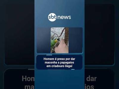 Homem é preso por dar maconha a papagaios em criadouro ilegal | #SBTManhã