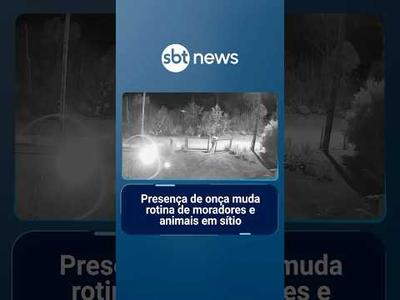 Presença de onça muda rotina de moradores e animais em sítio no Paraná | #SBTNotícias