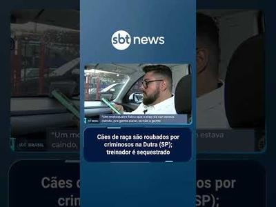 Cães de raça são roubados em assalto na Dutra; treinador foi sequestrado | #SBTBrasil
