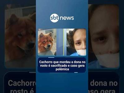 Cachorro que mordeu a dona no rosto é sacrificado e caso gera polêmica