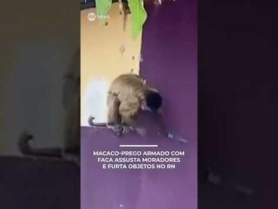 Macaco-prego armado com faca assusta moradores e furta objetos no RN | #SBTNotícias
