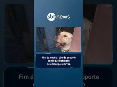 Cão de suporte de criança com autismo consegue embarcar para Portugal