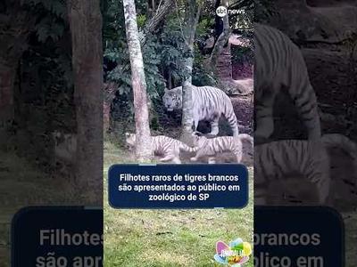 Filhotes raros de tigres brancos são apresentados ao público em zoológico de SP