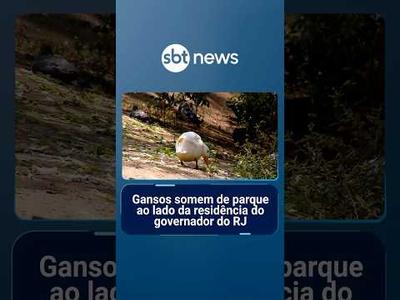 Gansos somem de parque ao lado da residência do governador do RJ e de batalhão do Bope | #SBTManhã