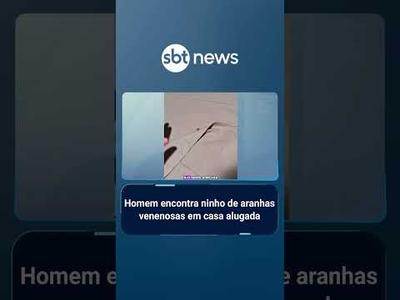 Homem encontra ninho de aranhas venenosas em casa alugada