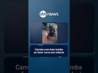 Carreta com bois tomba em trecho da BR-116 | #SBTManhã
