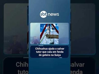 Chihuahua ajuda a salvar tutor que caiu em fenda de geleira na Suíça | #SBTManhã