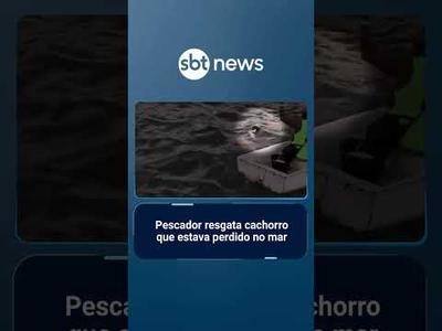 Pescador resgata cachorro que estava perdido no mar | #SBTNoticias