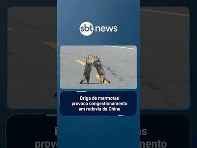 Briga de marmotas provoca congestionamento em rodovia da China