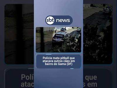 Polícia mata pitbull que atacava outros cães em bairro do Gama (DF)