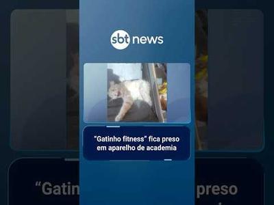 “Gatinho fitness” fica preso em aparelho de academia