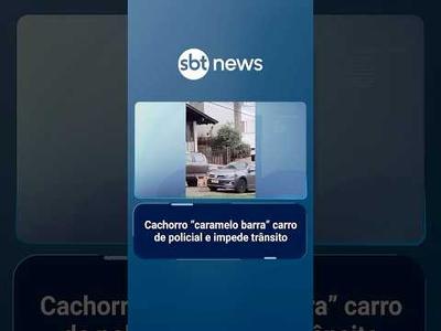 Cachorro “caramelo barra” carro de policial e impede trânsito | #SBTManhã