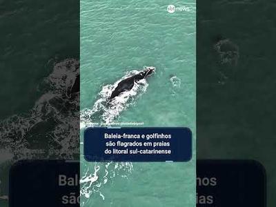Baleia-franca e golfinhos são flagrados em praias do litoral sul-catarinense