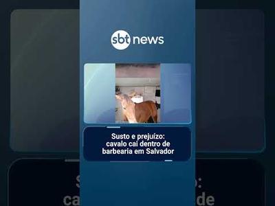 Susto e prejuízo: cavalo cai dentro de barbearia em Salvador