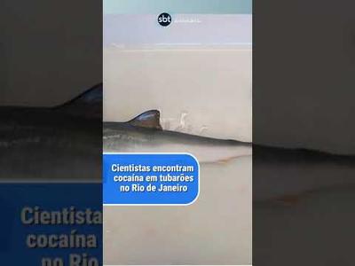 Pesquisadores encontram cocaína em tubarões no Rio de Janeiro| SBT Brasil (23/07/24)