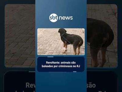Cães viram alvos de criminosos por "incomodar o tráfico" no Rio; 3 foram baleados | #SBTBrasil