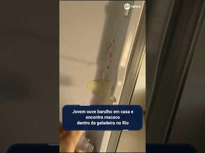 Jovem ouve barulho em casa e encontra macaco dentro da geladeira no Rio #sbtnews