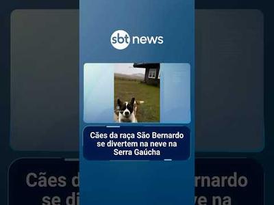Cães da raça São Bernardo se divertem na neve na Serra Gaúcha